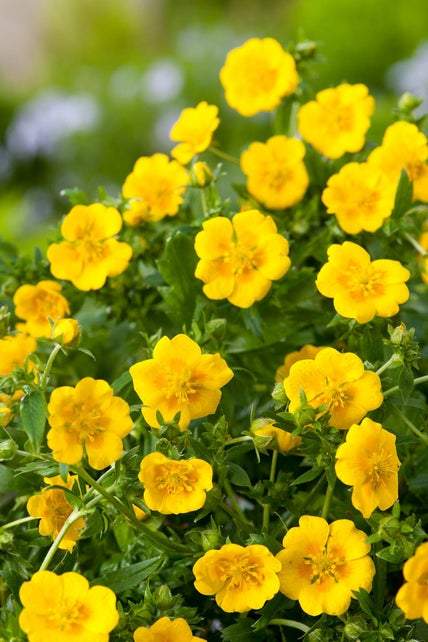 Ganzerik (Potentilla aurea 'Senior') - Tuinplanten