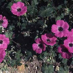 Ooievaarsbek (Geranium cinereum ssp. 'subcaulescens')