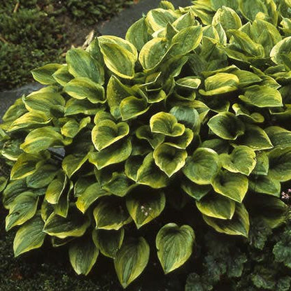 Hartlelie (Hosta 'Golden Tiara') - Tuinplanten