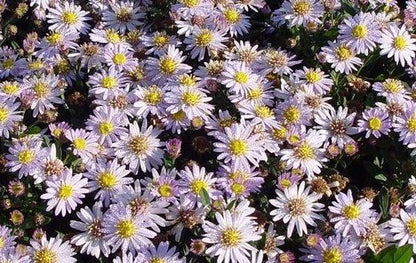 Herfstaser (Aster ageratoides 'Stardust') - Tuinplanten