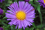 Herfstaster (Aster 'Samoa')