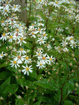 Herfstaster (Aster divaricatus)