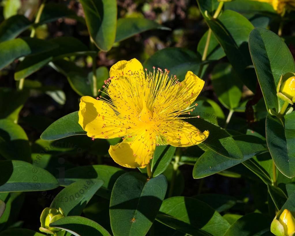 Hertshooi (Hypericum calycinum) - Tuinplanten