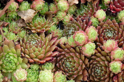 Huislook (Sempervivum gemengd) - Tuinplanten