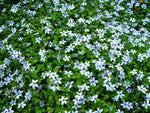 Isotoma (Isotoma fluviatilis) - Tuinplanten