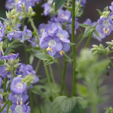 Jaccobsladder (Polemonium reptans 'Blue Pearl') - Tuinplanten