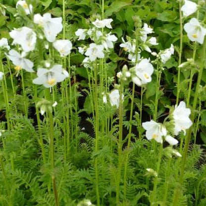 Jacobsladder (Polemonium caeruleum 'Album') - Tuinplanten