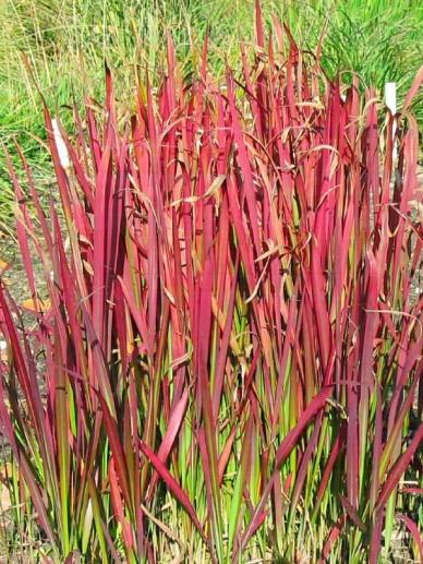 Japans bloedgras (Imperata cylindrica 'Red Baron') - Tuinplanten