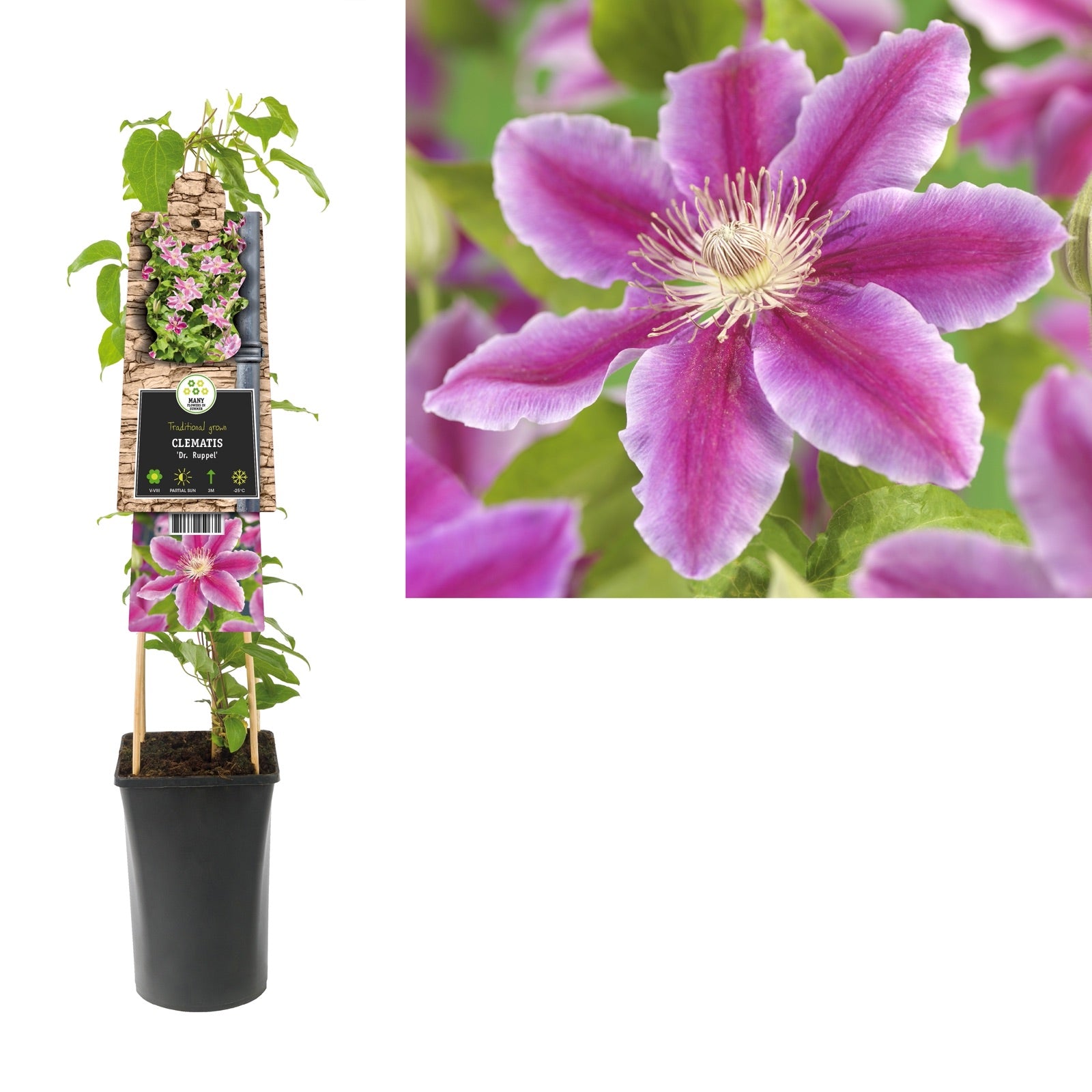Klimplant Clematis Dr. Ruppel (Bosrank) - Klimplanten