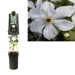 Klimplant Clematis Forever Friends PBR (Bosrank) - Klimplanten