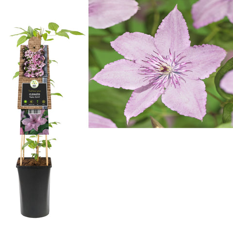 Klimplant Clematis Hagley Hybrid (Bosrank)