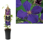 Klimplant Clematis Jackmanii (Bosrank) - Klimplanten