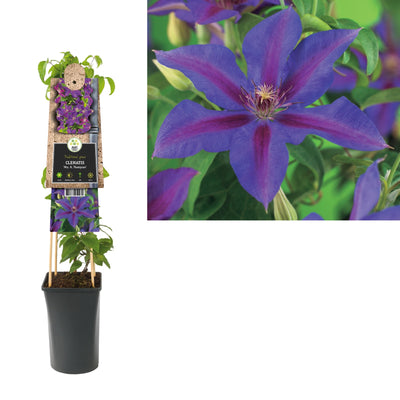 Klimplant Clematis Mrs. N. Thompson (Bosrank)