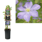 Klimplant Clematis Prince Charles (Bosrank) - Klimplanten