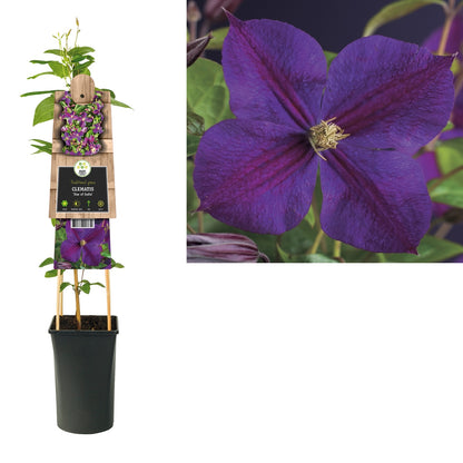 Klimplant Clematis Star of India (Bosrank) - Klimplanten