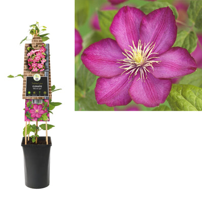 Klimplant Clematis Ville de Lyon (Bosrank)