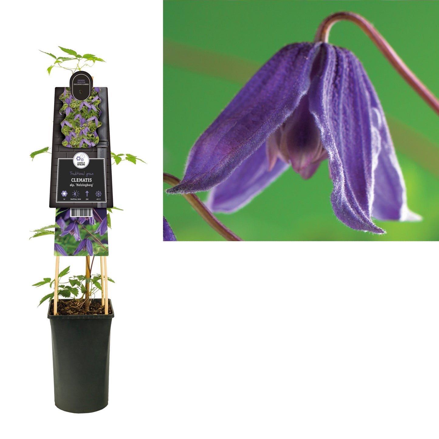 Klimplant Clematis alp. Helsingborg (Bosrank) - Klimplanten