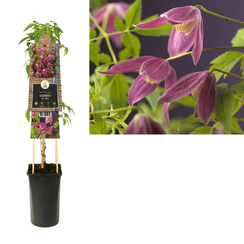 Klimplant Clematis alp.  Ruby (Bosrank)