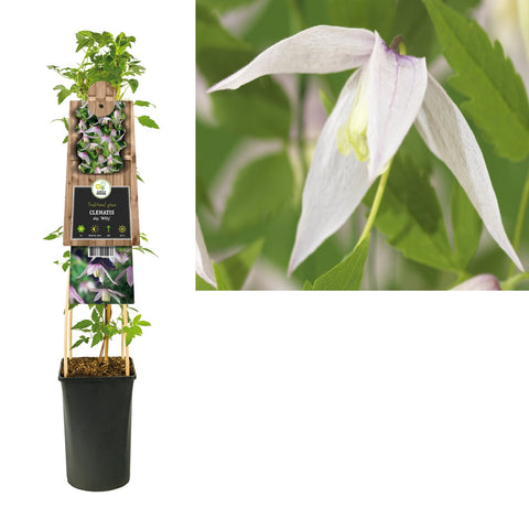 Klimplant Clematis alp. Willy (Bosrank) - Klimplanten