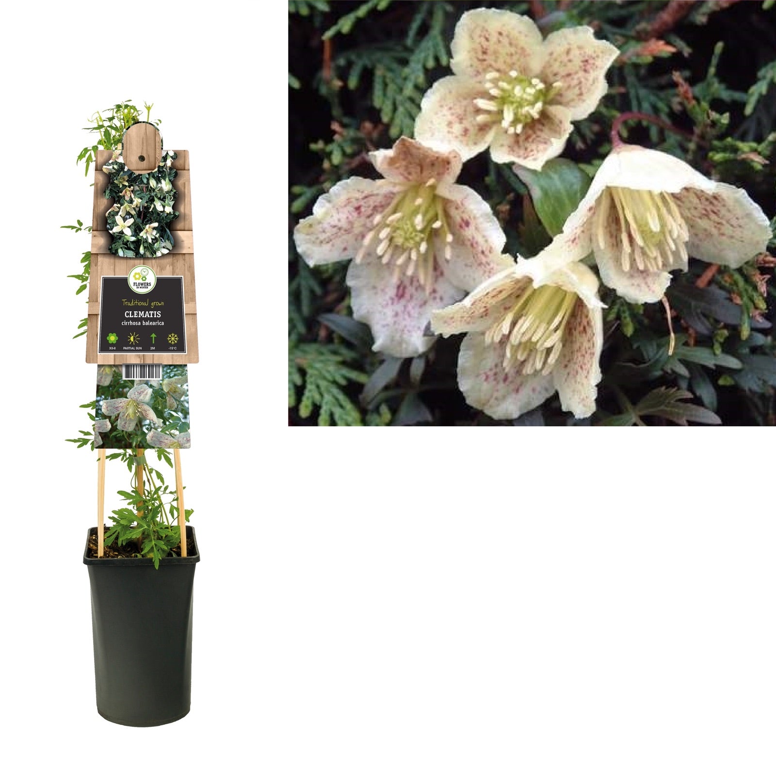 Klimplant Clematis cirrhosa balearica (Bosrank) - Klimplanten
