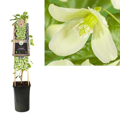 Klimplant Clematis cirrhosa Wisley Cream (Bosrank) - Klimplanten