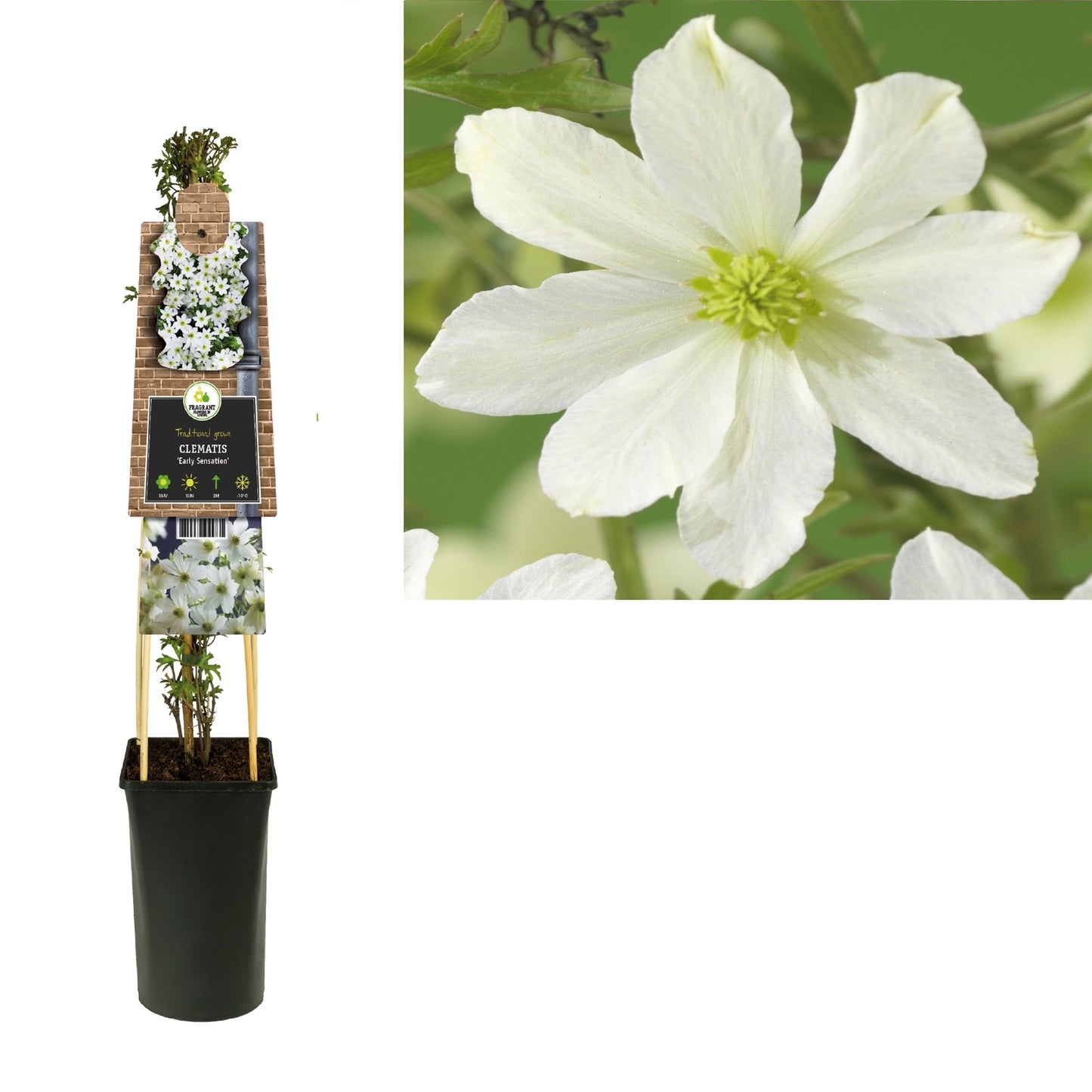 Groenblijvende Klimplant Clematis Early Sensation (Bosrank) - Klimplanten