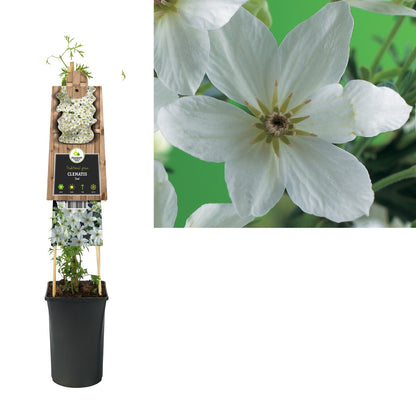 Groenblijvende Klimplant Clematis Joe (Bosrank) - Klimplanten