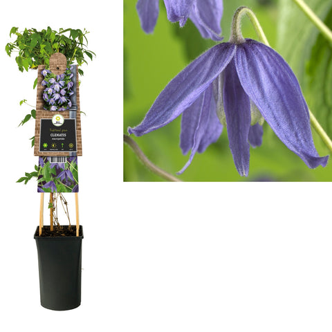 Klimplant Clematis macropetala (Bosrank) - Klimplanten