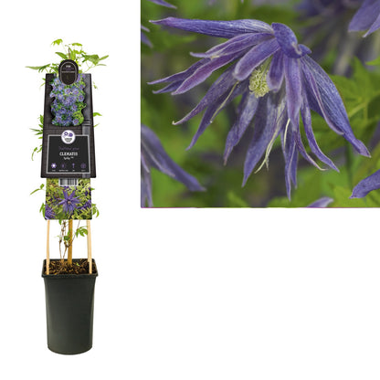 Klimplant Clematis Spiky PBR (Bosrank) - Klimplanten