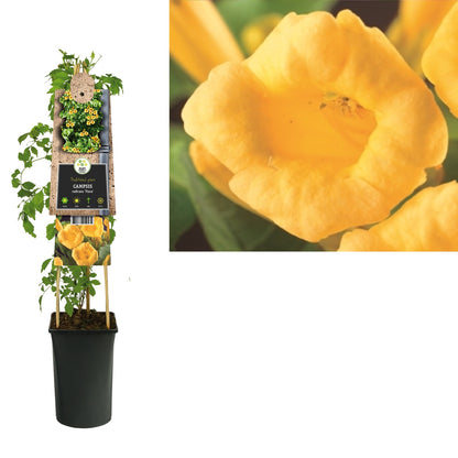 Klimplant Campsis radicans Flava (trompetbloem) - Klimplanten