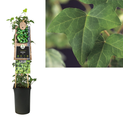 Klimop Hedera helix - Klimplanten