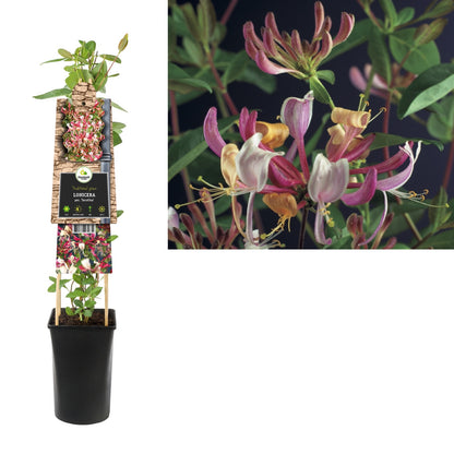 Klimplant Lonicera per. Serotina (kamperfoelie) - Klimplanten