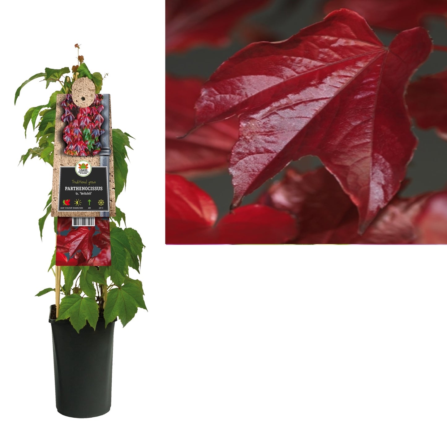 Klimplant Parthenocissus tr. Veitchii (wilde wingerd) - Klimplanten