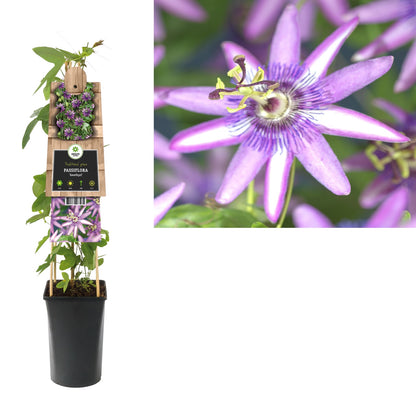 Klimplant Passiflora Amethyst (passiebloem) - Klimplanten