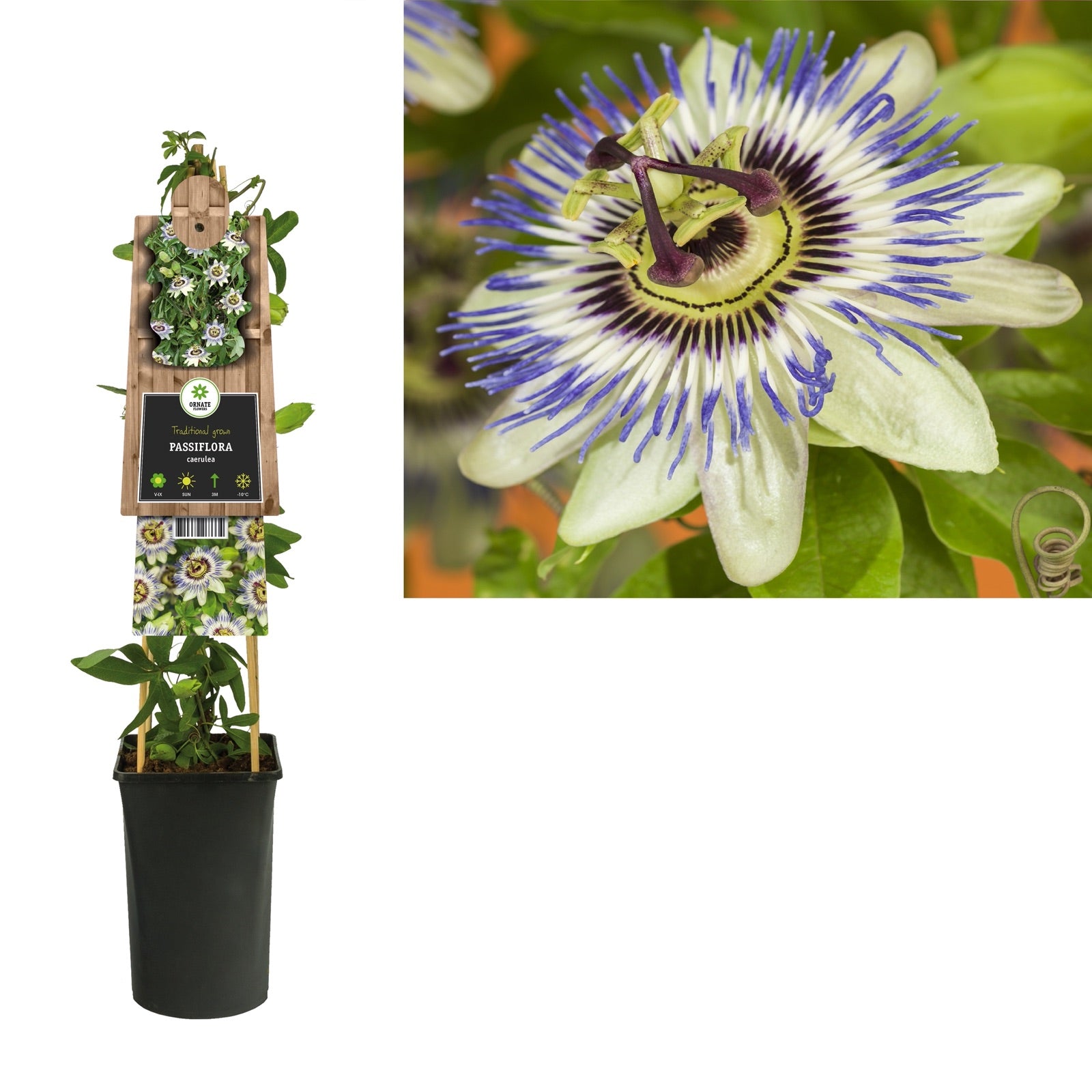 Klimplant Passiflora caerulea (passiebloem) - Klimplanten