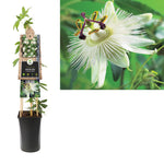 Klimplant Passiflora Constance Elliott (passiebloem) - Klimplanten