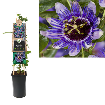 Kletterpflanze Passiflora Purple Haze (Passionsblume) - Kletterpflanzen