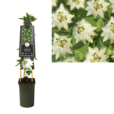 Klimplant Passiflora Snow Queen PBR (passiebloem)