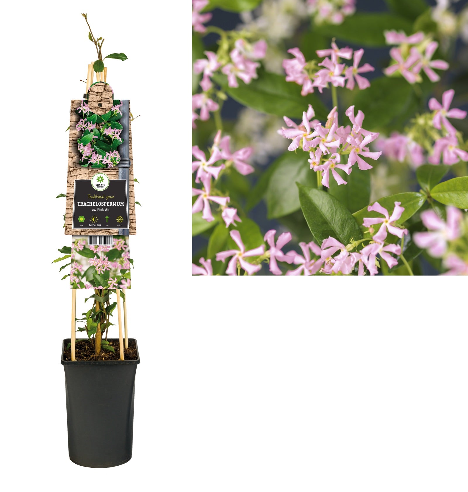 Klimplant Trachelospermum as. Pink Air (toscaanse jasmijn) - Klimplanten