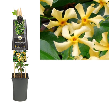 Klimplant Trachelospermum jasm. Star of Toscane PBR (toscaanse jasmijn) - Klimplanten