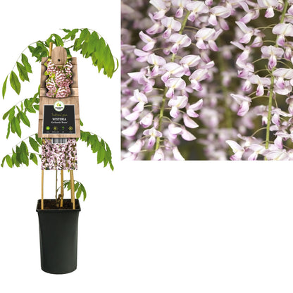 Klimplant Wisteria floribunda Rosea (blauwe regen) - Klimplanten