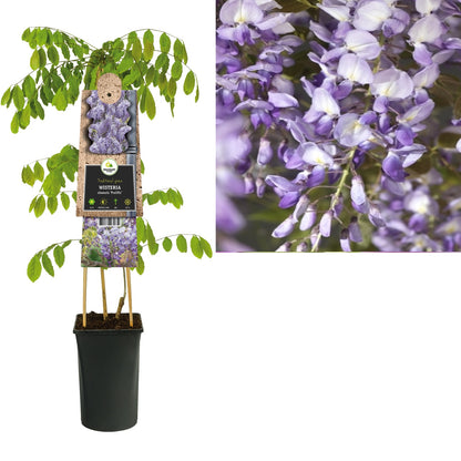 Klimplant Wisteria sinensis Prolific (blauwe regen) - Klimplanten