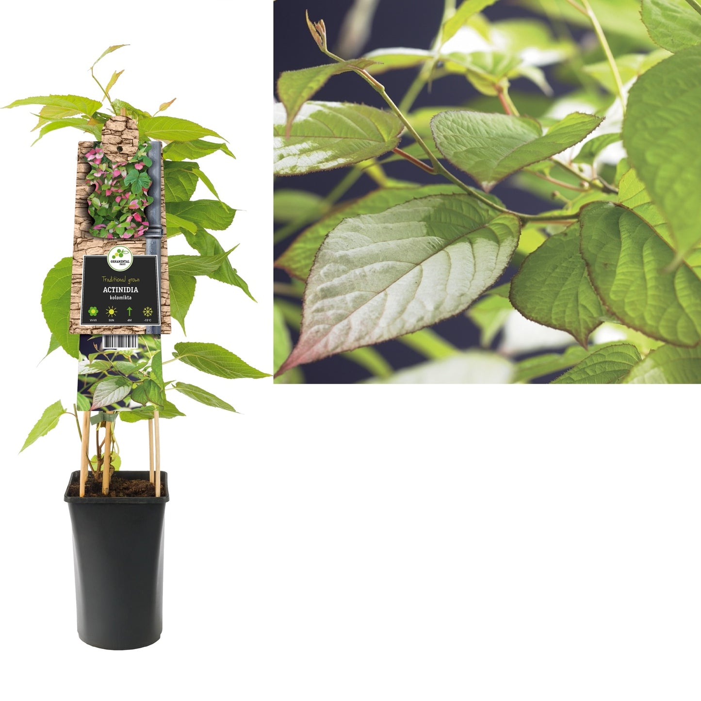 Klimplant Actinidia kolomikta (kiwi) - Klimplanten