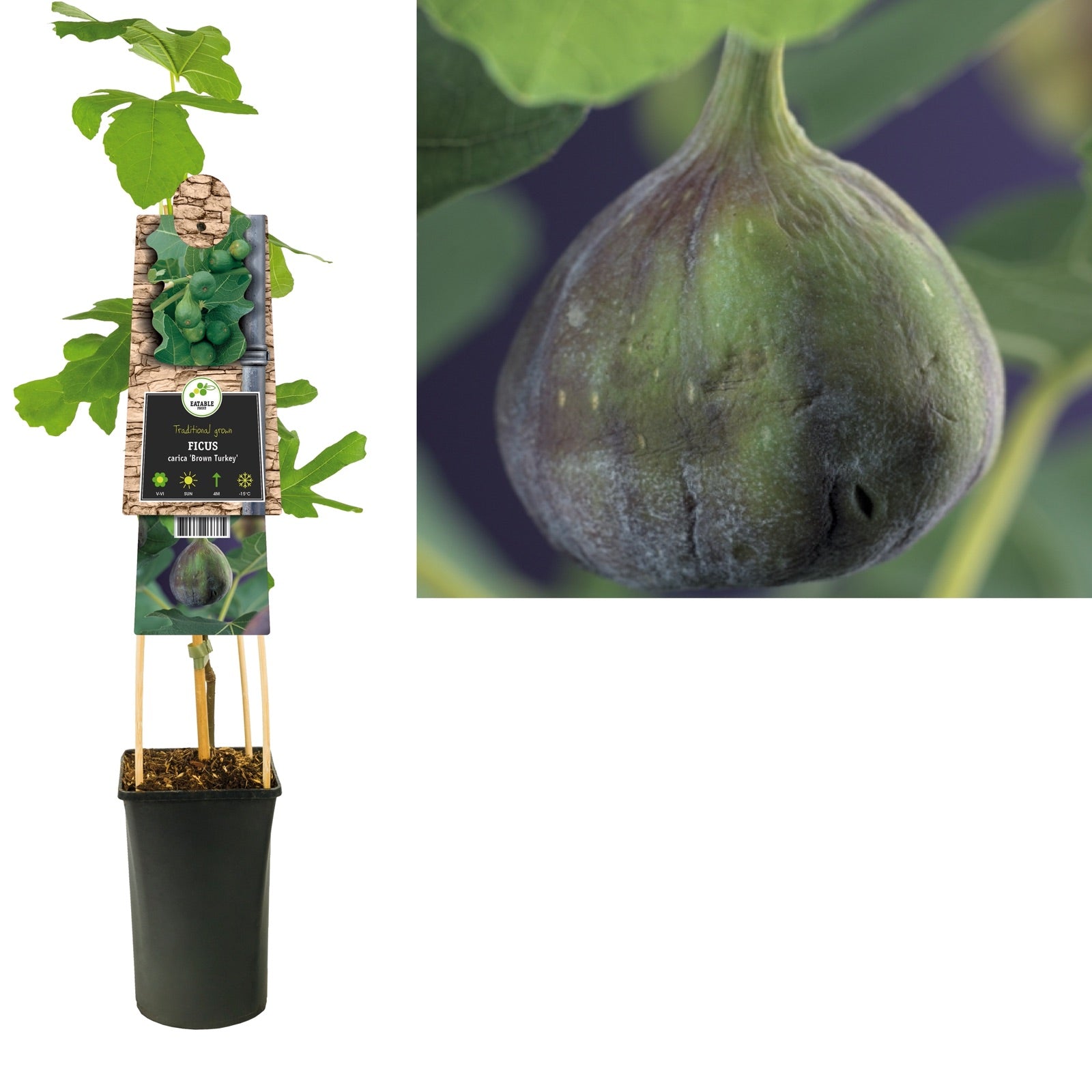 Klimplant Ficus carica Brown Turkey (vijg) - Klimplanten