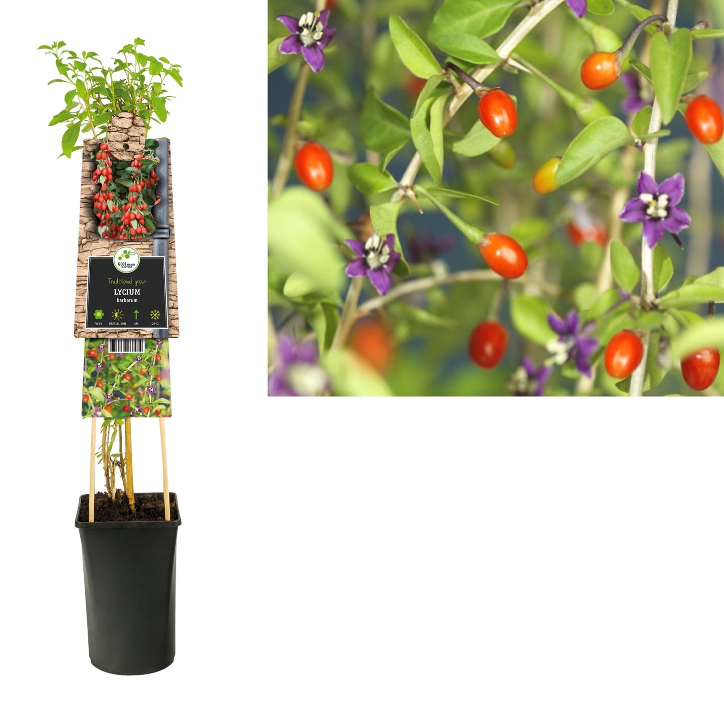 Klimplant Lycium barbarum (goij-bes) - Klimplanten