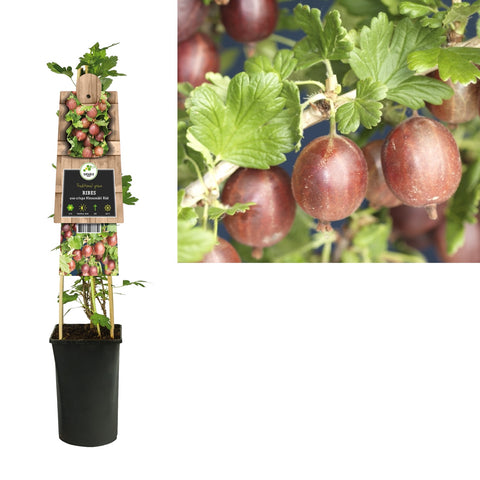 Klimplant Ribes uva-crispa Hinnomäki Röd (kruisbes)