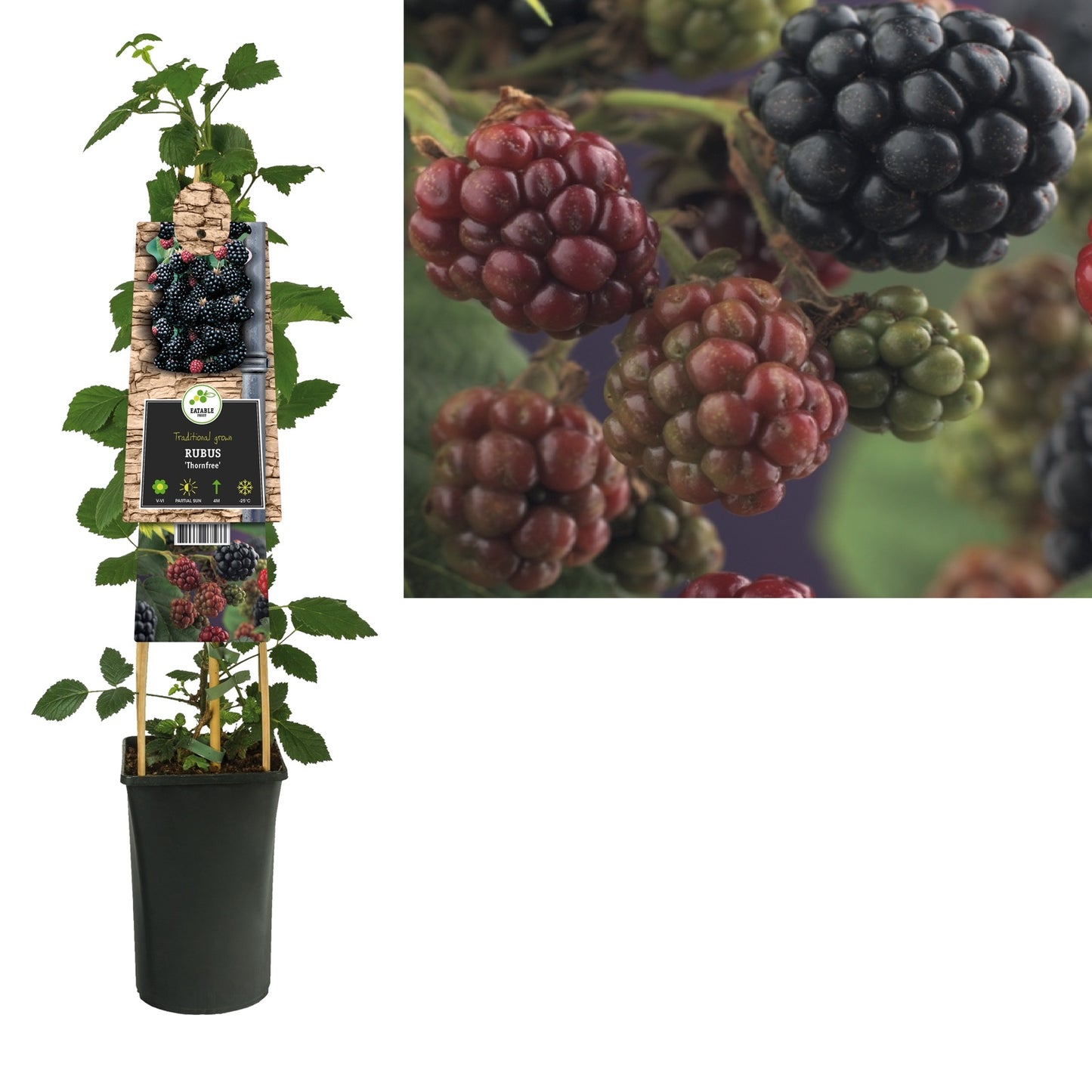 Klimplant Rubus Thornfree (doornloze braam) - Klimplanten