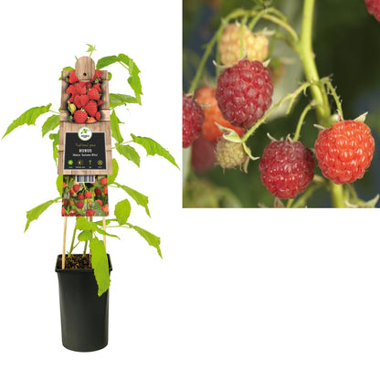 Kletterpflanze Rubus idaeus Autumn Bliss (Himbeere) - Kletterpflanzen