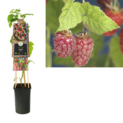 Klimplant Rubus Tayberry (framboos) - Klimplanten