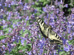 Kattekruid (Nepeta faassenii Walkers Low) - Tuinplanten